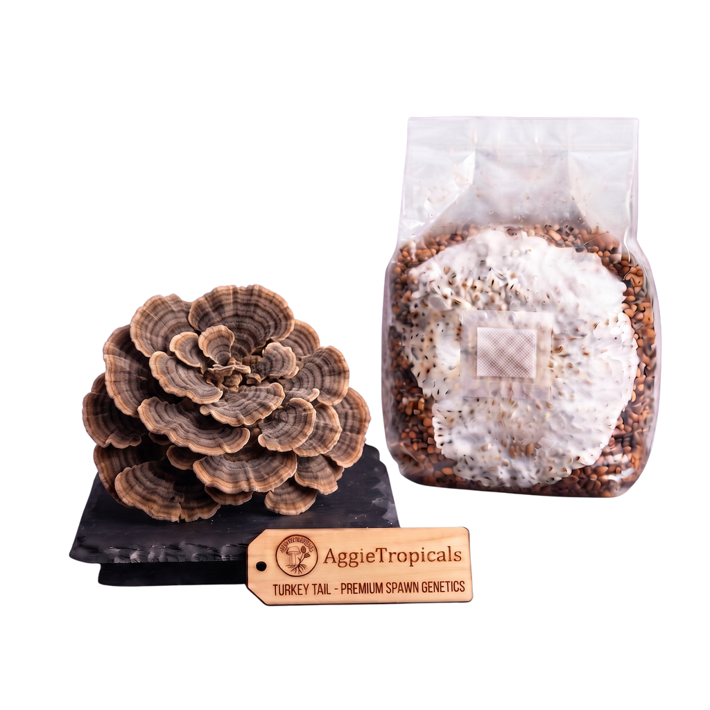 Turkey Tail mushroom spore print and substrate bag set by AggieTropicals, featuring a realistic brown and tan mushroom conk on a black stand next to a clear plastic bag containing grain and white mold, with a wooden brand tag in front.