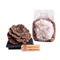 Turkey Tail mushroom spore print and substrate bag set by AggieTropicals, featuring a realistic brown and tan mushroom conk on a black stand next to a clear plastic bag containing grain and white mold, with a wooden brand tag in front.