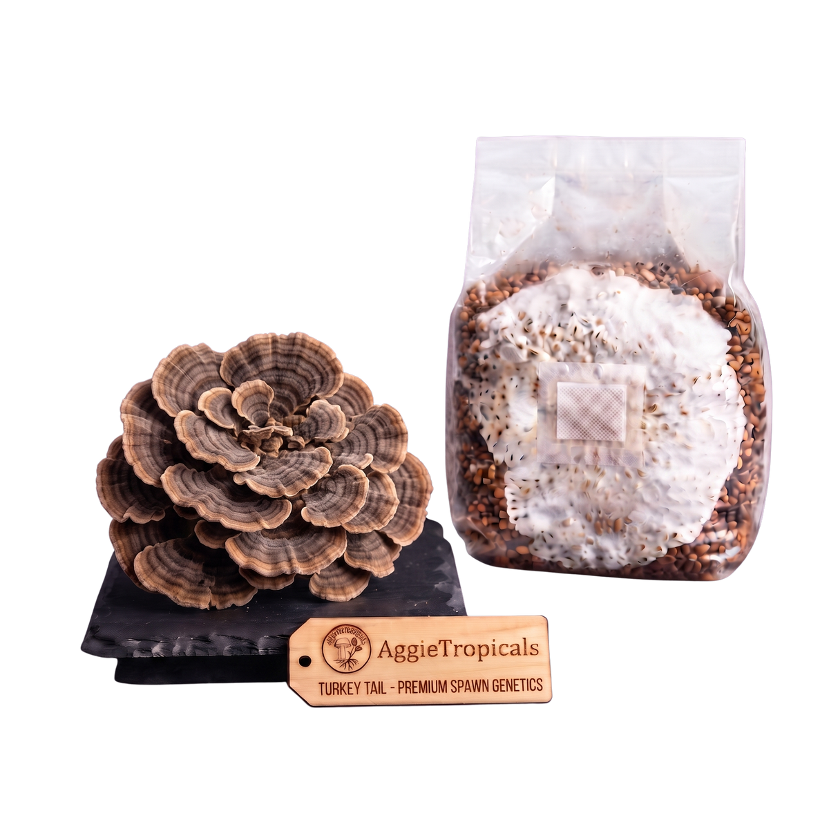 Turkey Tail mushroom spore print and substrate bag set by AggieTropicals, featuring a realistic brown and tan mushroom conk on a black stand next to a clear plastic bag containing grain and white mold, with a wooden brand tag in front.