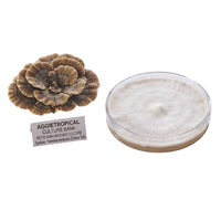 A Turkey Tail mushroom formed of thin fan-shaped caps with multicolored bands, beside a round petri dish showing white mycelial growth on agar, labeled "AGGIETROPICAL CULTURE BANK, PETRI DISH MOTHER CULTURE, Species: Trametes versicolor", on a white background.