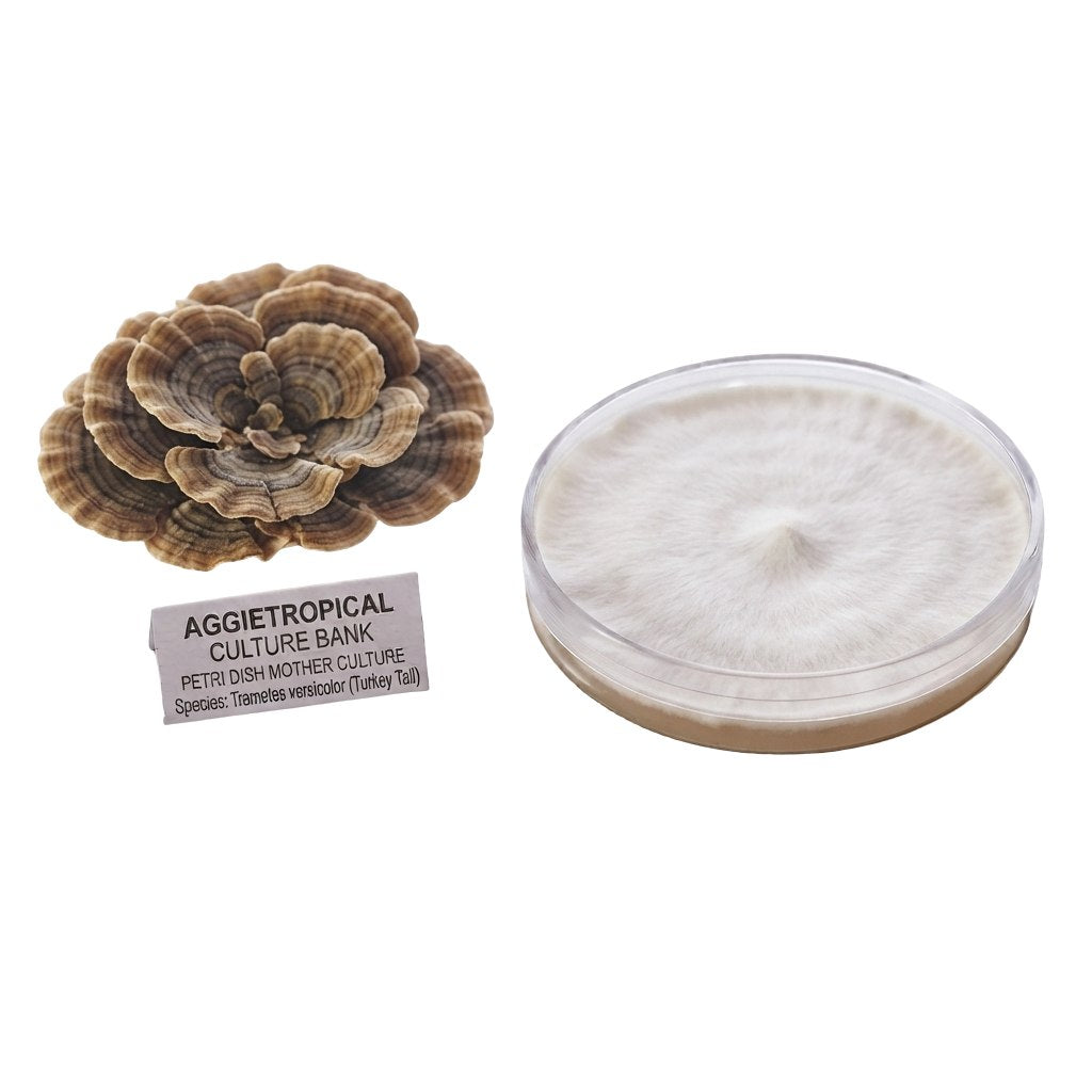 A Turkey Tail mushroom formed of thin fan-shaped caps with multicolored bands, beside a round petri dish showing white mycelial growth on agar, labeled "AGGIETROPICAL CULTURE BANK, PETRI DISH MOTHER CULTURE, Species: Trametes versicolor", on a white background.