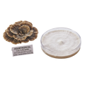 Turkye tail mushroom mother culture fully colonized in a petri dish next to a turkey tail fruiting body