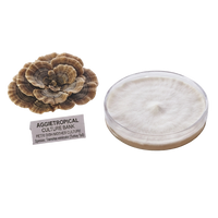 Turkye tail mushroom mother culture fully colonized in a petri dish next to a turkey tail fruiting body