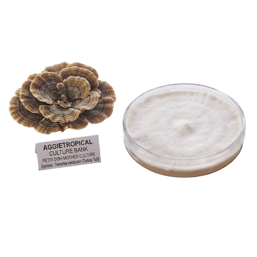 Turkye tail mushroom mother culture fully colonized in a petri dish next to a turkey tail fruiting body