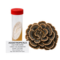 A Turkey Tail mushroom formed of thin fan-shaped caps with multicolored bands, beside a clear 50ml centrifuge tube containing a slanted agar culture with white mycelial growth, labeled "AGGIETROPICALS CULTURE BANK, TURKEY TAIL MUSHROOM SLANT CULTURE, 50ml Centrifuge Tube, Agar: MEA (Malt Extract Agar)", on a white background.