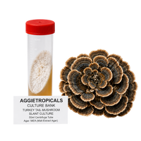 A 50ml centrifuge tube with a red cap containing a white mushroom culture, shown next to a large cluster of sliced turkey tail mushrooms, with a text label reading 'AGGietROPICALS CULTURE BANK'.