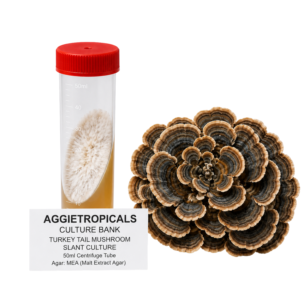 A 50ml centrifuge tube with a red cap containing a white mushroom culture, shown next to a large cluster of sliced turkey tail mushrooms, with a text label reading 'AGGietROPICALS CULTURE BANK'.