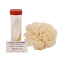 A white, translucent, ruffled Tremella mushroom with a jelly-like texture, beside a clear 50ml centrifuge tube containing a slanted agar culture with white mycelial growth, labeled "AGGIETROPICALS CULTURE BANK, TREMELLA MUSHROOM SLANT CULTURE, 50ml Centrifuge Tube, Agar: MEA (Malt Extract Agar)", on a white background.