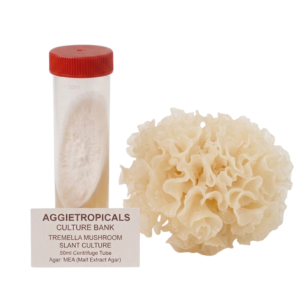A 50ml culture tube with a red cap next to a cream-colored lacy mushroom fruiting body, with a label reading 'AGGietROPICALS CULTURE BANK TREMELLA MUSHROOM SLANT CULTURE 50ml Centrifuge Tube Agar: MEA (Malt Extract Agar)'.
