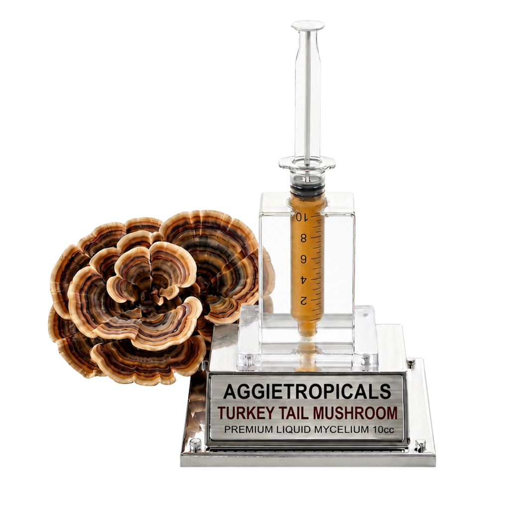 A clear acrylic and glass turkey tail mushroom mycelium kit by Aggietropicals, featuring a clear syringe-style container with amber liquid and a matching turkey tail mushroom specimen on a silver base.