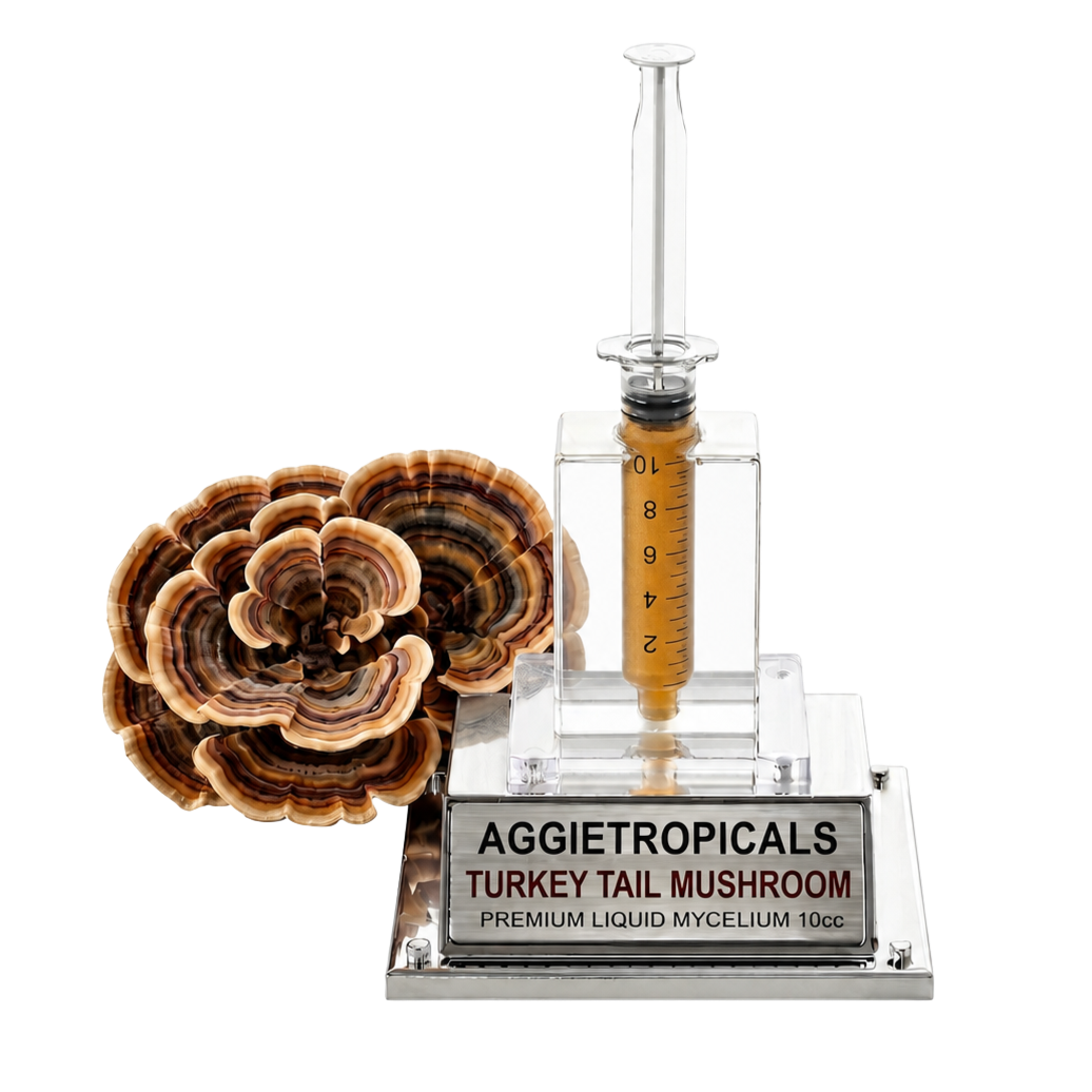 A clear acrylic and glass turkey tail mushroom mycelium kit by Aggietropicals, featuring a clear syringe-style container with amber liquid and a matching turkey tail mushroom specimen on a silver base.