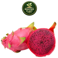 A whole and halved dragon fruit on a white background, with a green circular 'Rooted Plant' logo above it. The fruit has bright pink skin and a deep magenta-red interior with small black seeds.
