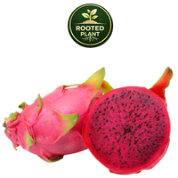 A whole and halved dragon fruit on a white background, with a green circular 'Rooted Plant' logo above it. The fruit has bright pink skin and a deep magenta-red interior with small black seeds.