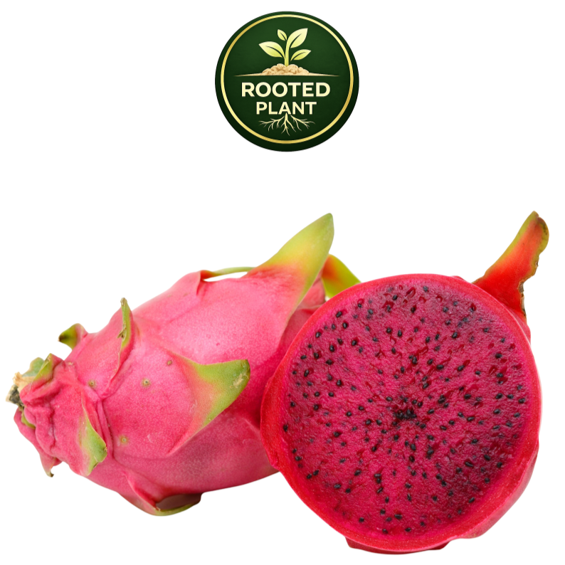 A whole and halved dragon fruit on a white background, with a green circular 'Rooted Plant' logo above it. The fruit has bright pink skin and a deep magenta-red interior with small black seeds.