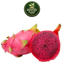 Load image into Gallery viewer, A whole and halved dragon fruit on a white background, with a green circular 'Rooted Plant' logo above it. The fruit has bright pink skin and a deep magenta-red interior with small black seeds.
