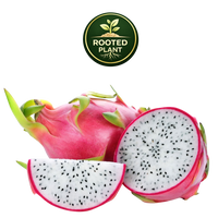 Dragon fruit shown on a white background, including a whole pink-skinned dragon fruit, a sliced half showing white flesh with black seeds, and a wedge slice. A circular 'Rooted Plant' logo appears at the top center.