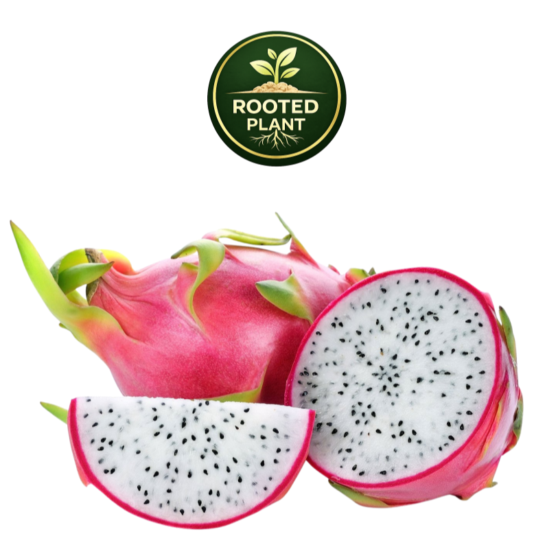 Dragon fruit shown on a white background, including a whole pink-skinned dragon fruit, a sliced half showing white flesh with black seeds, and a wedge slice. A circular 'Rooted Plant' logo appears at the top center.