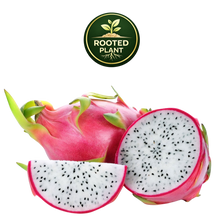 Load image into Gallery viewer, Dragon fruit shown on a white background, including a whole pink-skinned dragon fruit, a sliced half showing white flesh with black seeds, and a wedge slice. A circular 'Rooted Plant' logo appears at the top center.
