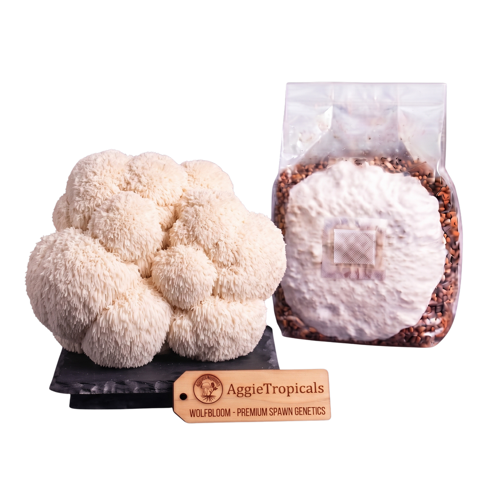 A cluster of off-white wolf's bloom lion's mane mushrooms next to a clear plastic bag containing white spore powder and brown spore print, with a wooden brand tag reading AggieTropicals on a white background.