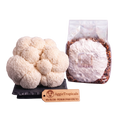 A cluster of off-white wolf's bloom lion's mane mushrooms next to a clear plastic bag containing white spore powder and brown spore print, with a wooden brand tag reading AggieTropicals on a white background.