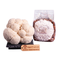 A cluster of off-white wolf's bloom lion's mane mushrooms next to a clear plastic bag containing white spore powder and brown spore print, with a wooden brand tag reading AggieTropicals on a white background.