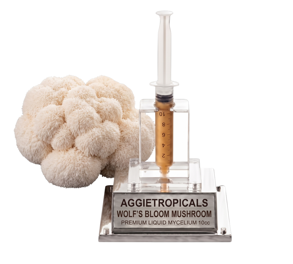 A clear acrylic and glass mycelium kit display featuring a cluster of off-white Wolf's Bloom mushroom gills next to a clear syringe filled with golden-brown liquid, mounted on a clear acrylic stand with a silver plaque reading 'AGGJETROPICALS WOLF'S BLOOM MUSHROOM PREMIUM LIQUID MYCELIUM 10CC'.