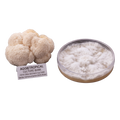 A cluster of wolf's bloom lion's mane mushrooms next to a petri dish showing the white fungal culture inside, with a label reading 'AGGietROPICAL CULTURE BANK'.
