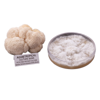 A cluster of wolf's bloom lion's mane mushrooms next to a petri dish showing the white fungal culture inside, with a label reading 'AGGietROPICAL CULTURE BANK'.