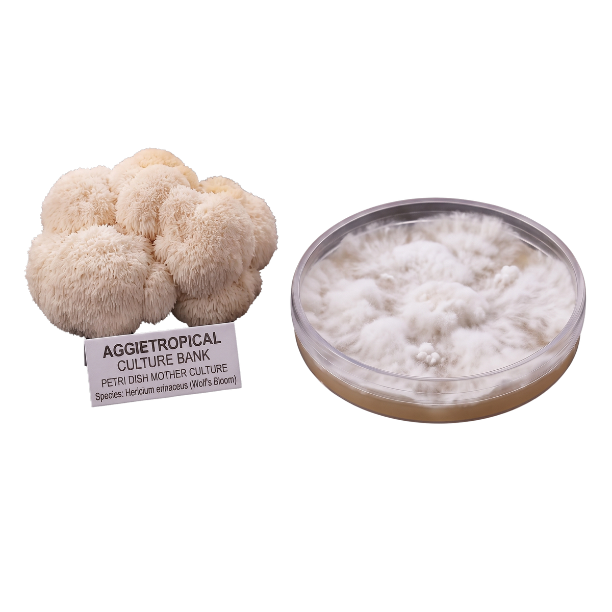 A cluster of wolf's bloom lion's mane mushrooms next to a petri dish showing the white fungal culture inside, with a label reading 'AGGietROPICAL CULTURE BANK'.