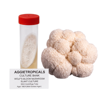 A 50ml centrifuge tube with a red cap containing a white slant culture, shown next to a cluster of beige wolf's bloom mushroom fruiting bodies. A label below reads 'AGGIETROPICALS CULTURE BANK WOLF'S BLOOM MUSHROOM SLANT CULTURE 50ml Centrifuge Tube'.