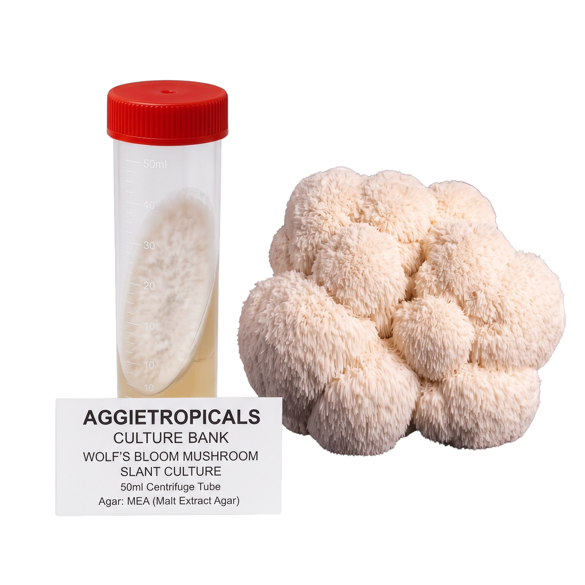 A 50ml centrifuge tube with a red cap containing a white slant culture, shown next to a cluster of beige wolf's bloom mushroom fruiting bodies. A label below reads 'AGGIETROPICALS CULTURE BANK WOLF'S BLOOM MUSHROOM SLANT CULTURE 50ml Centrifuge Tube'.