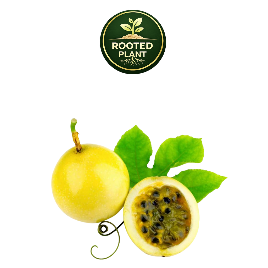 A yellow百香果 (passion fruit) whole and halved with green leaves, shown on a white background with a 'Rooted Plant' logo at the top.