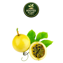 Load image into Gallery viewer, A yellow百香果 (passion fruit) whole and halved with green leaves, shown on a white background with a 'Rooted Plant' logo at the top.
