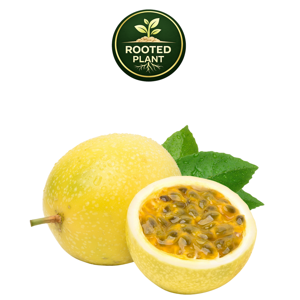 A yellow passion fruit shown whole and halved to reveal its black seeds and orange-yellow pulp, with green leaves, on a white background. A circular 'Rooted Plant' logo is displayed at the top.