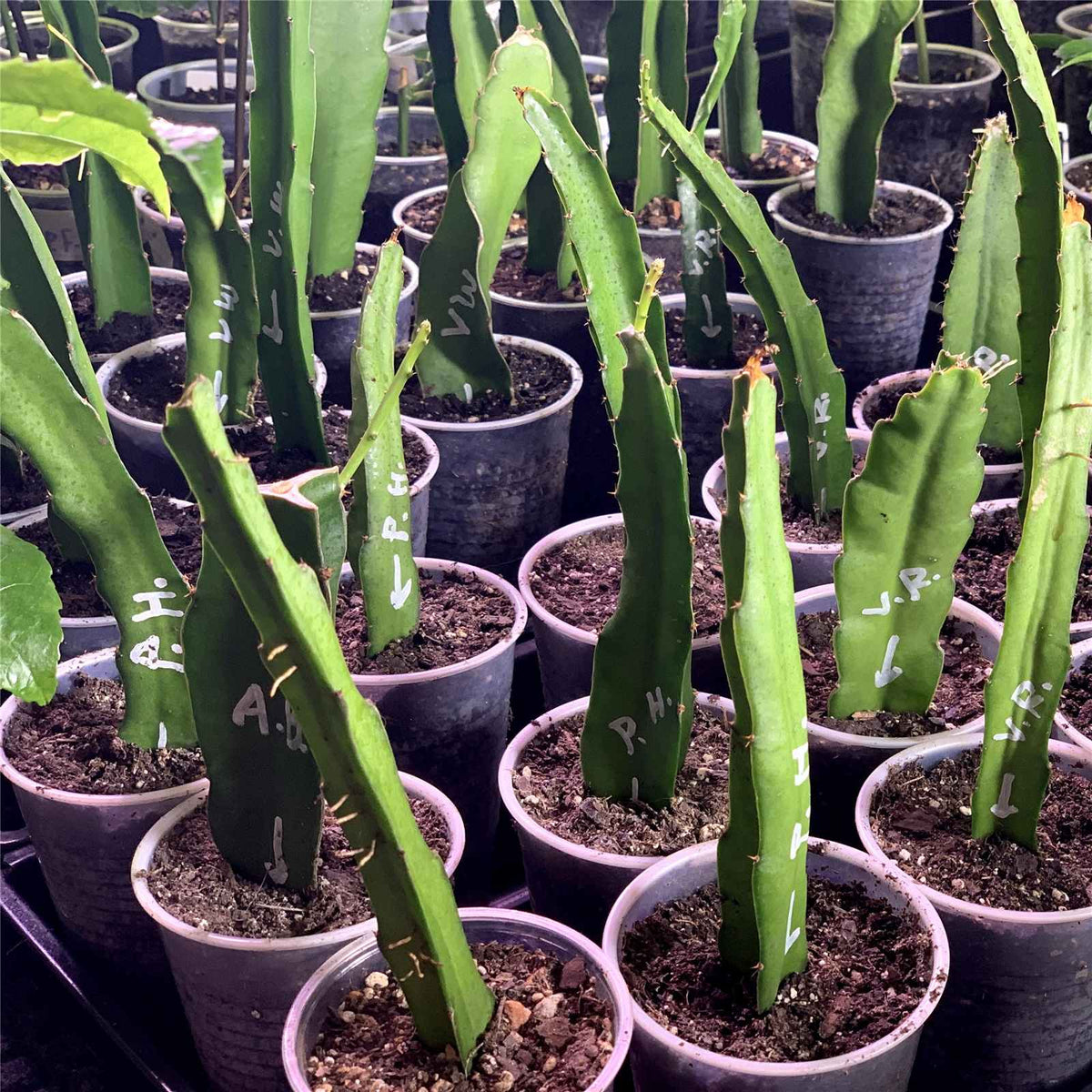 a-collection-of-dragon-fruits-growing-in-plastic-cups-on-the-ground