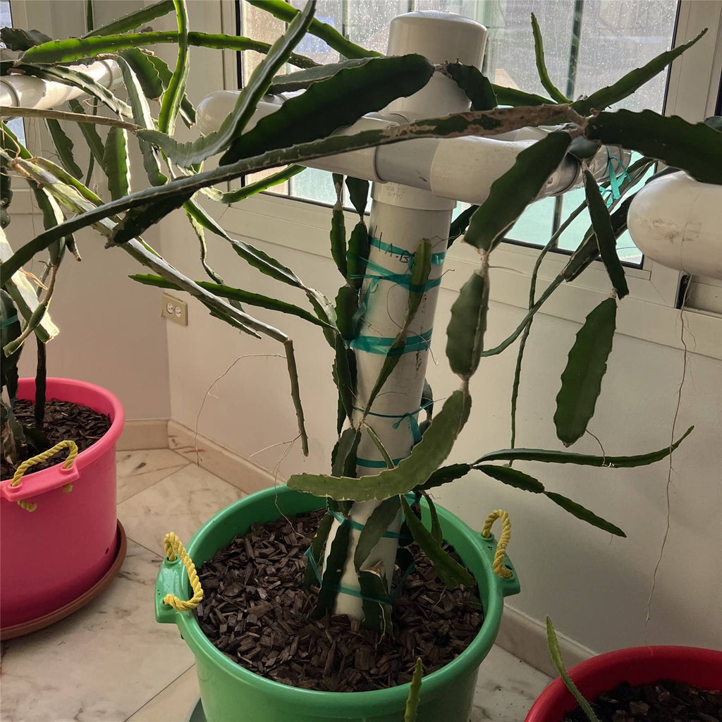 Potted plant in a green pot with a window in the background