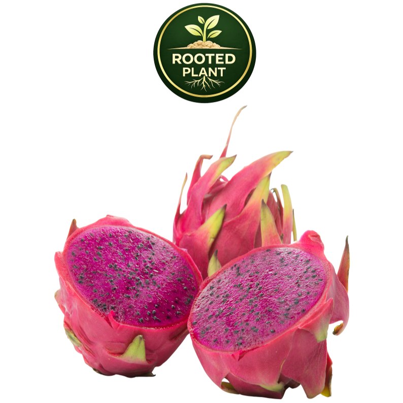 Three American Beauty dragon fruit fruits on a white background, with two cut open to show the bright magenta-pink flesh and dark seeds. A green circular 'Rooted Plant' logo is visible at the top center.