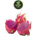 Three American Beauty dragon fruit fruits on a white background, with two cut open to show the bright magenta-pink flesh and dark seeds. A green circular 'Rooted Plant' logo is visible at the top center.