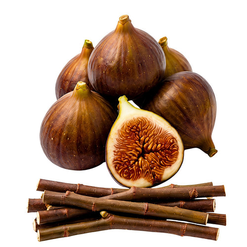 Several dark brown figs with one cut open to show the inner seeds, arranged above a bundle of brown fig stalks on a plain white background.