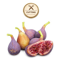 Several fresh figs with purple skins and pale green stems are arranged on a white background, with one fig cut open to show the red-purple seed interior. A circular gold badge at the top reads “CUTTING” with scissors icon.