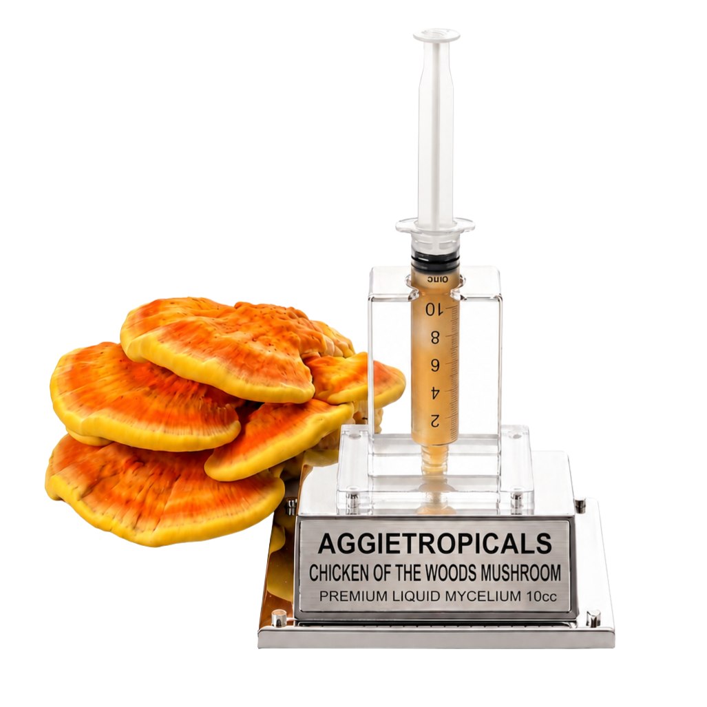 A Chicken of the Woods mushroom formed of bright orange-yellow shelf-like fan clusters, beside a syringe filled with liquid mycelium culture mounted on a mirrored stand, labeled "AGGIETROPICALS, CHICKEN OF THE WOODS, PREMIUM LIQUID MYCELIUM 10cc", on a white background.