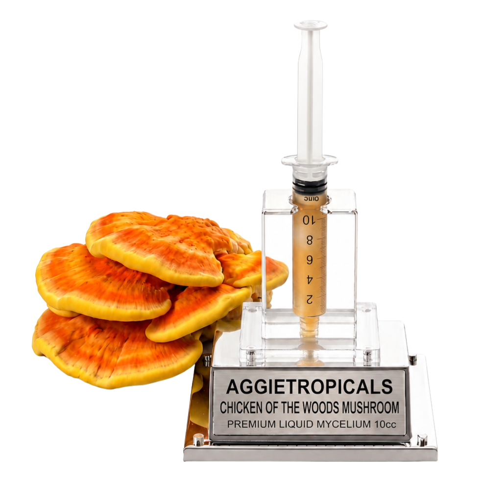 A liquid mycelium training kit for Aggietropicals, featuring a clear acrylic syringe with a beige liquid level indicator, a clear acrylic stand, and a silver base engraved with 'AGGietropicals CHICKEN OF THE WOODS MUSHROOM PREMIUM LIQUID MYCELium 10cc'. To the left of the stand are several fresh orange and yellow chicken of the woods mushrooms used as a visual indicator of mycelium growth.