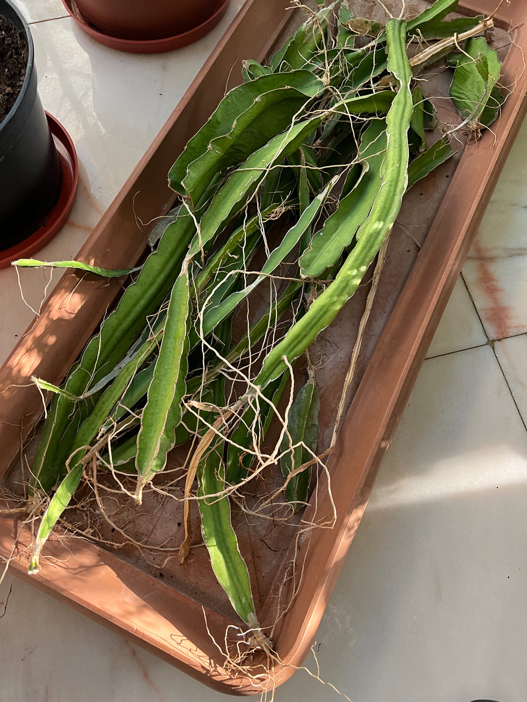 Dragon-fruit-cuttings-fresh