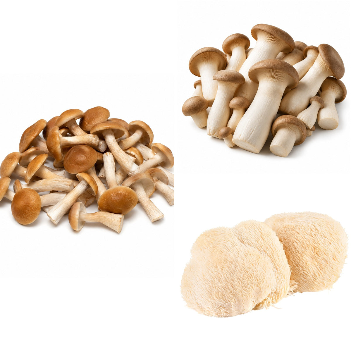 A collage of three fresh gourmet mushroom varieties grown by Aggietropicals: a cluster of Pioppino mushrooms with brown caps and long stems, a cluster of King Oyster mushrooms with thick white stems, and two Lion's Mane mushrooms with shaggy white spines, on a white background.