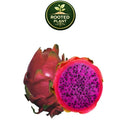 A whole and halved haleys commit dragon fruit on a white background, with a green circular 'Rooted Plant' logo above it. The fruit has a reddish-pink skin and a bright magenta-pink flesh with small black seeds.