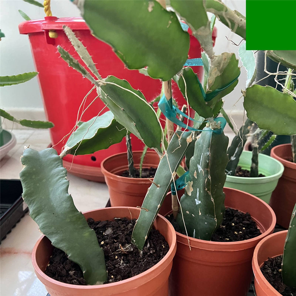 Halleys-comet-dragon-fruit-rooted-and-growing-in-a-small-pot
