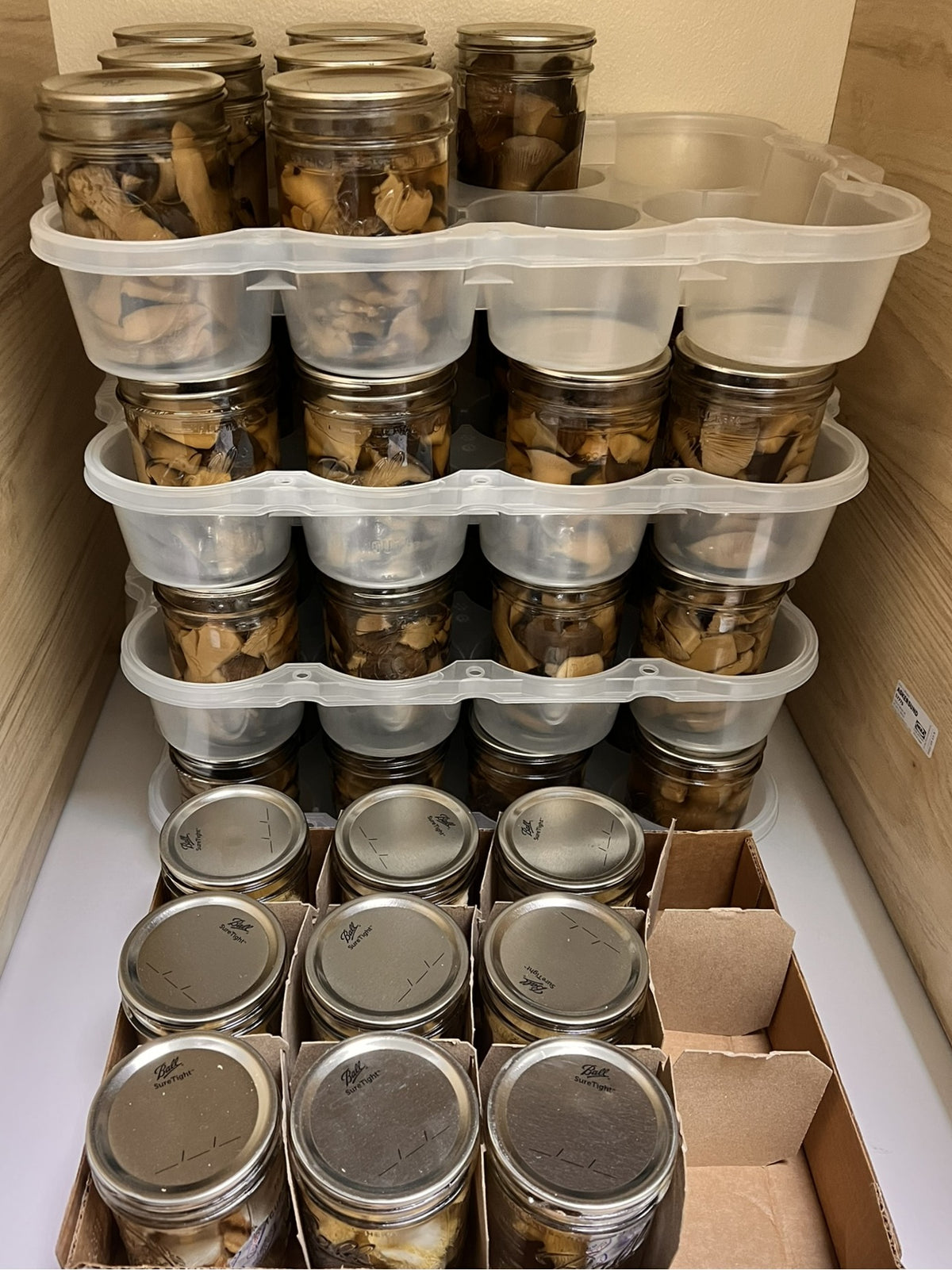 Stacked clear plastic canning trays holding glass jars filled with dried mushrooms, arranged inside a cardboard storage box.