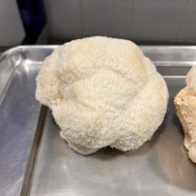 Load image into Gallery viewer, Fresh Lion's Mane Mushroom
