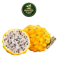 Yellow dragon fruit, shown whole and halved to reveal a white flesh with black seeds, on a white background with a green 'Rooted Plant' logo above.