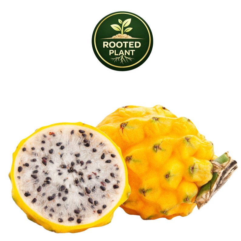 Yellow dragon fruit, shown whole and halved to reveal a white flesh with black seeds, on a white background with a green 'Rooted Plant' logo above.